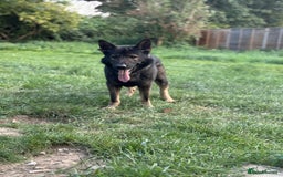 German Shepherd dogs for sale: Working Line German Shepherd  - Image 4