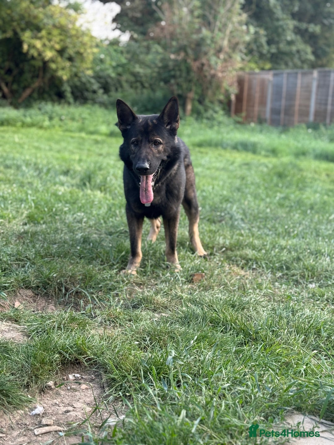 German Shepherd dogs for sale: Working Line German Shepherd  - Image 4