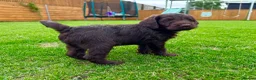 Labradoodle dogs for sale: Chocolate & chocolate Merle Babies 🐾🐾🐾 - Advert 12