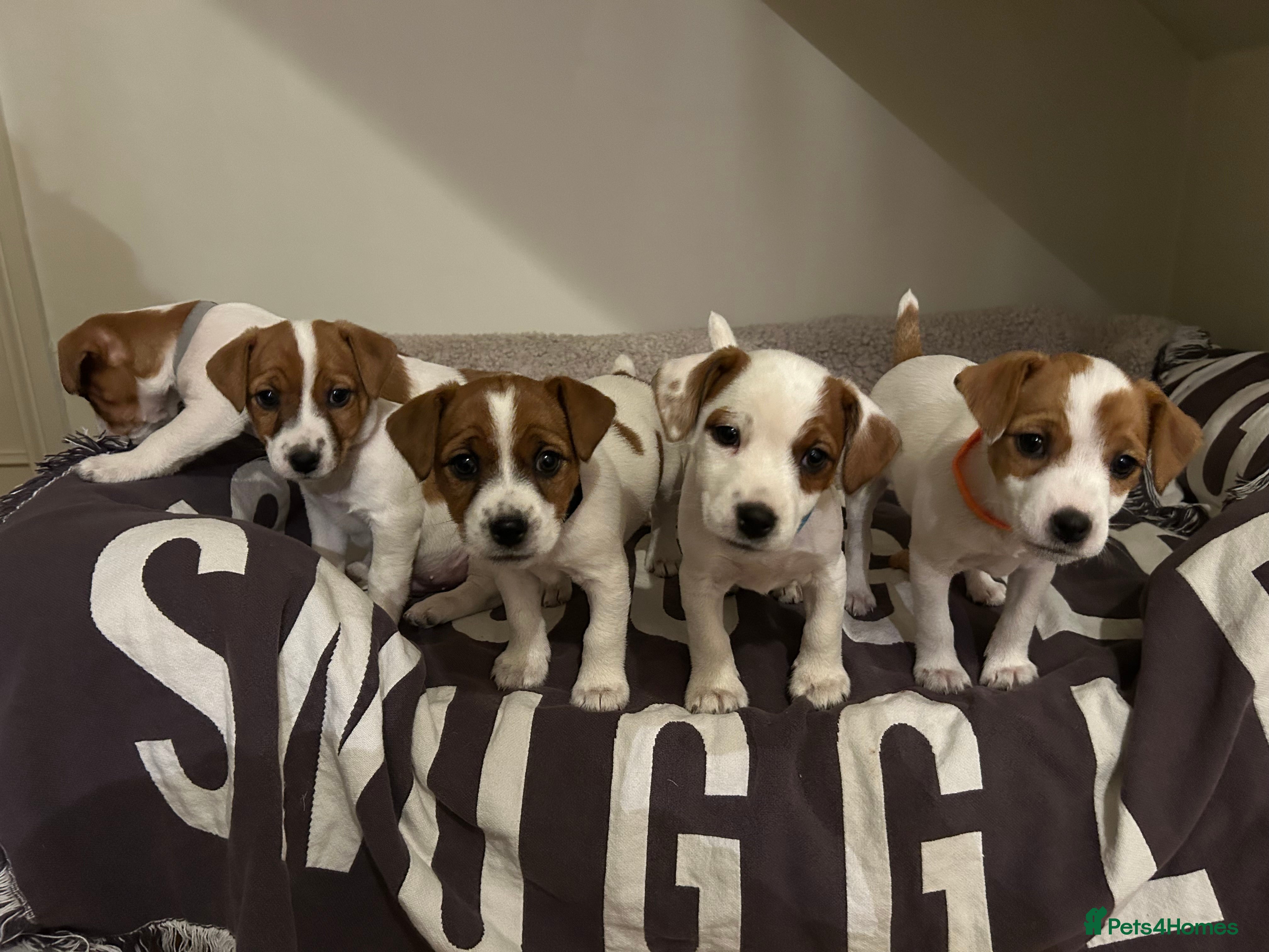 Mixed Breed dogs Parson / Jack Russell puppies - Advert 5