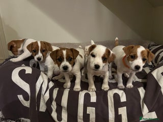 Mixed Breed dogs Parson / Jack Russell puppies - Advert 1