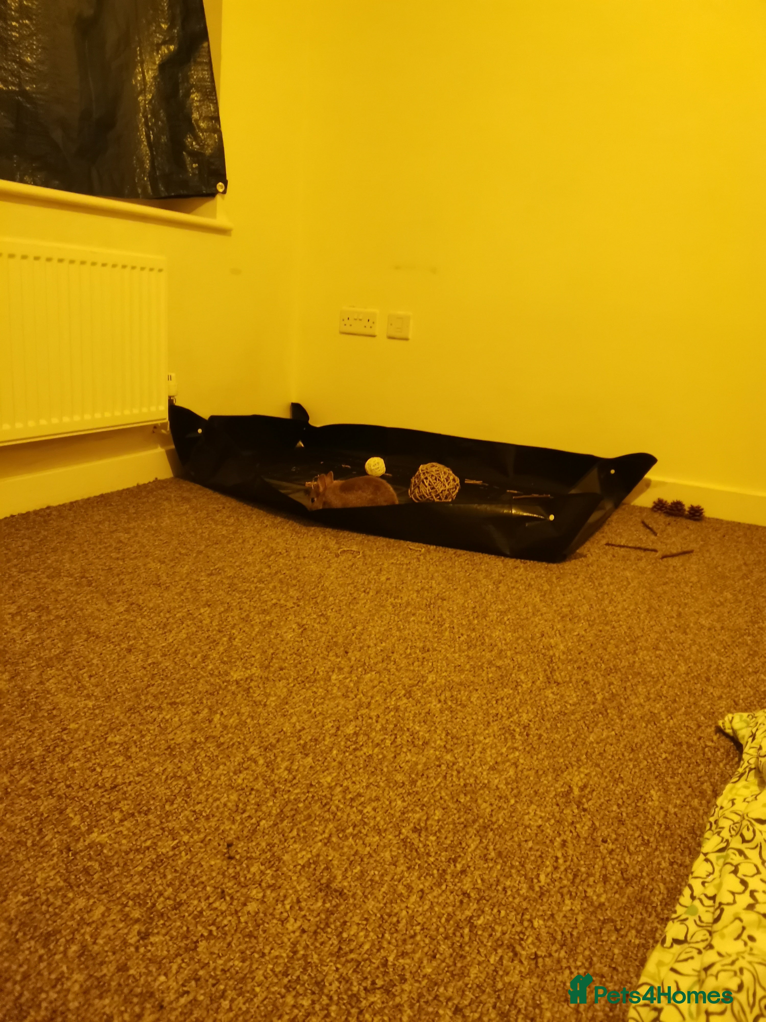 Netherland Dwarf rabbits Unique, Rare Red Fox Rabbit for sale - Advert 1