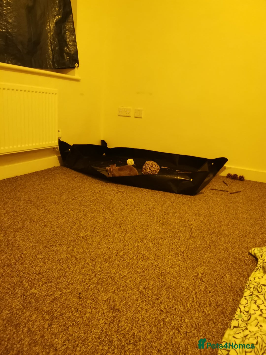 Netherland Dwarf rabbits for sale: Unique, Rare Red Fox Rabbit for sale - Advert 18