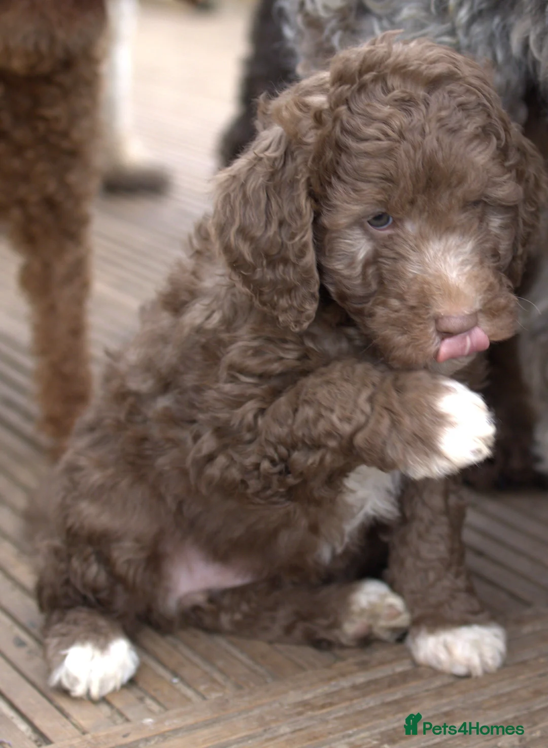 Labradoodle dogs for sale: 🐾🌈 Bred for Potential, Raised for Resilience🐾🌈 - Advert 12
