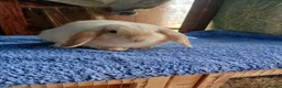 Mini Lop rabbits for sale: Beautiful boys 4 white 1 champagne  in Wirral - Advert 3