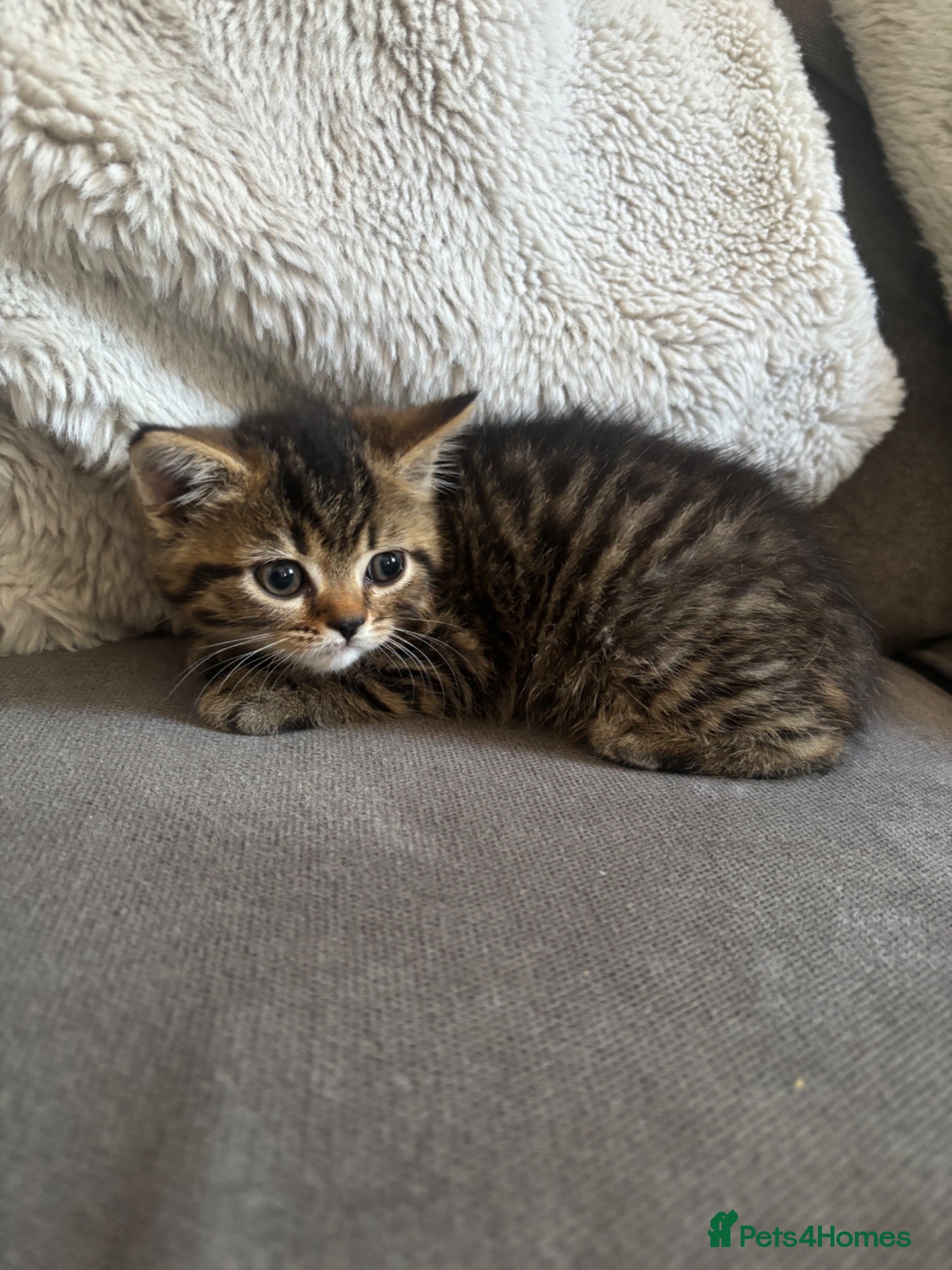 Persian cats Persian crossed kittens ready now  - Advert 6