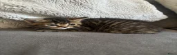 Persian cats for sale: Persian crossed kittens ready now  - Advert 1