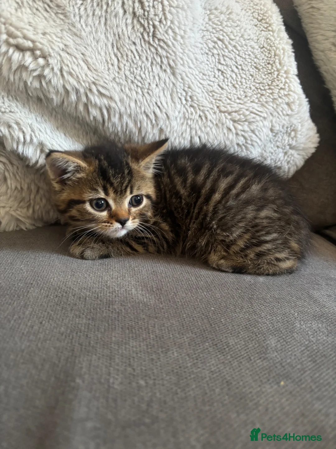 Persian cats for sale: Persian crossed kittens ready now  - Advert 1