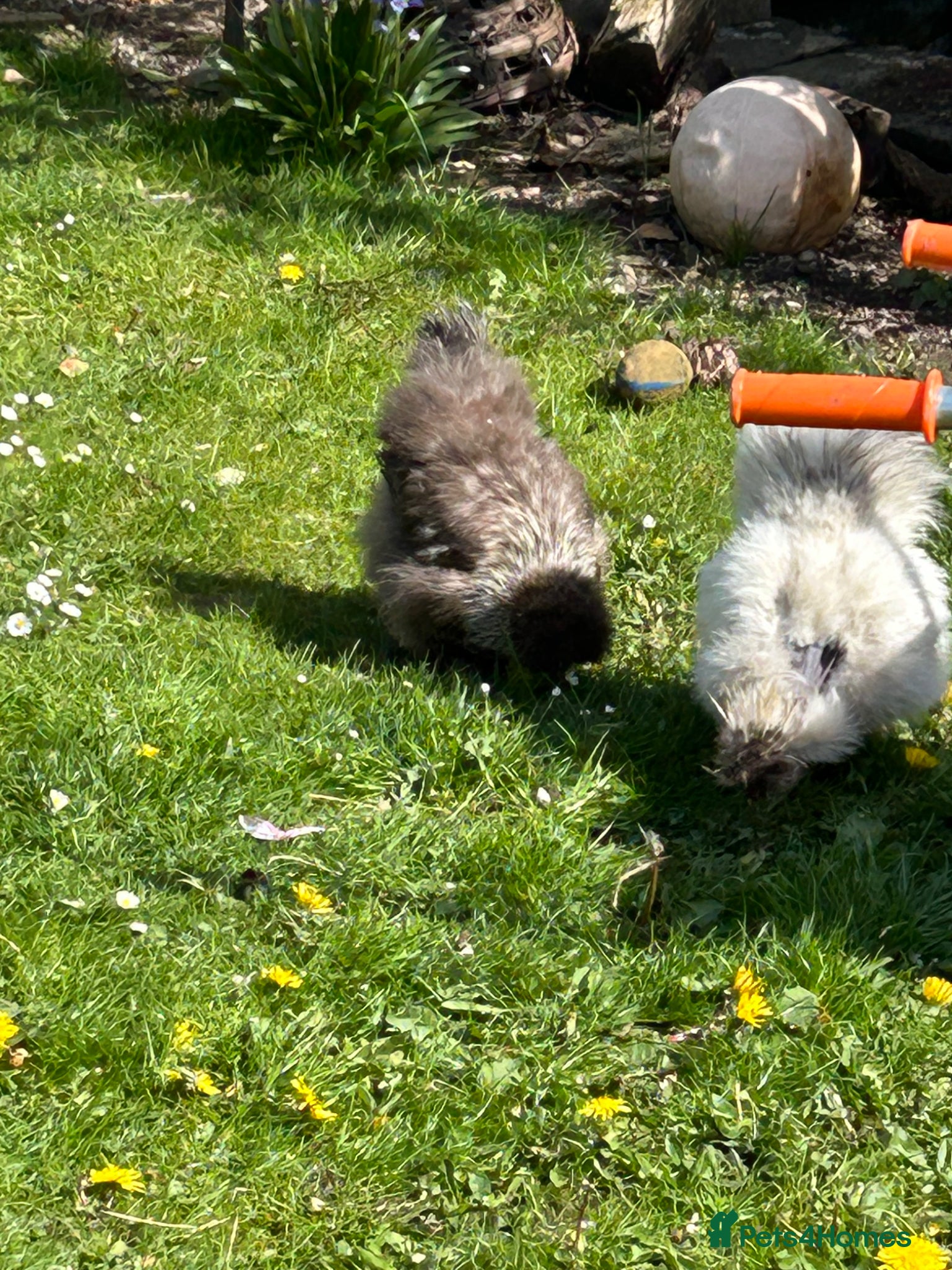 Chickens poultry Silkie and naked neck - Advert 1