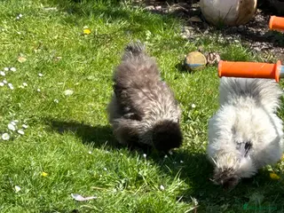 Chickens poultry Silkie and naked neck - Advert 2