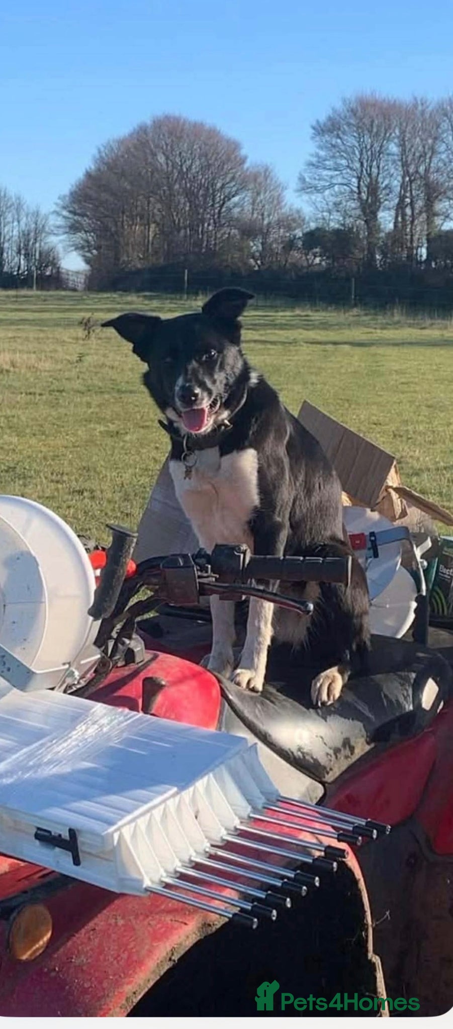Border Collie dogs for sale: Beautiful Border Collie Puppies  - Advert 27
