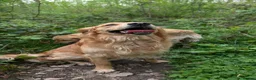 Golden Retriever dogs for stud: Golden Retriever Stud  - Advert 6