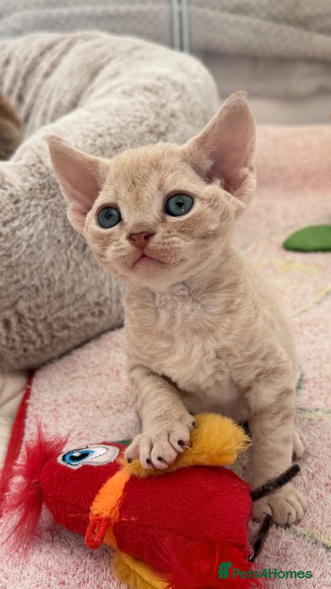 Devon Rex cats Devon Rex - Advert 2