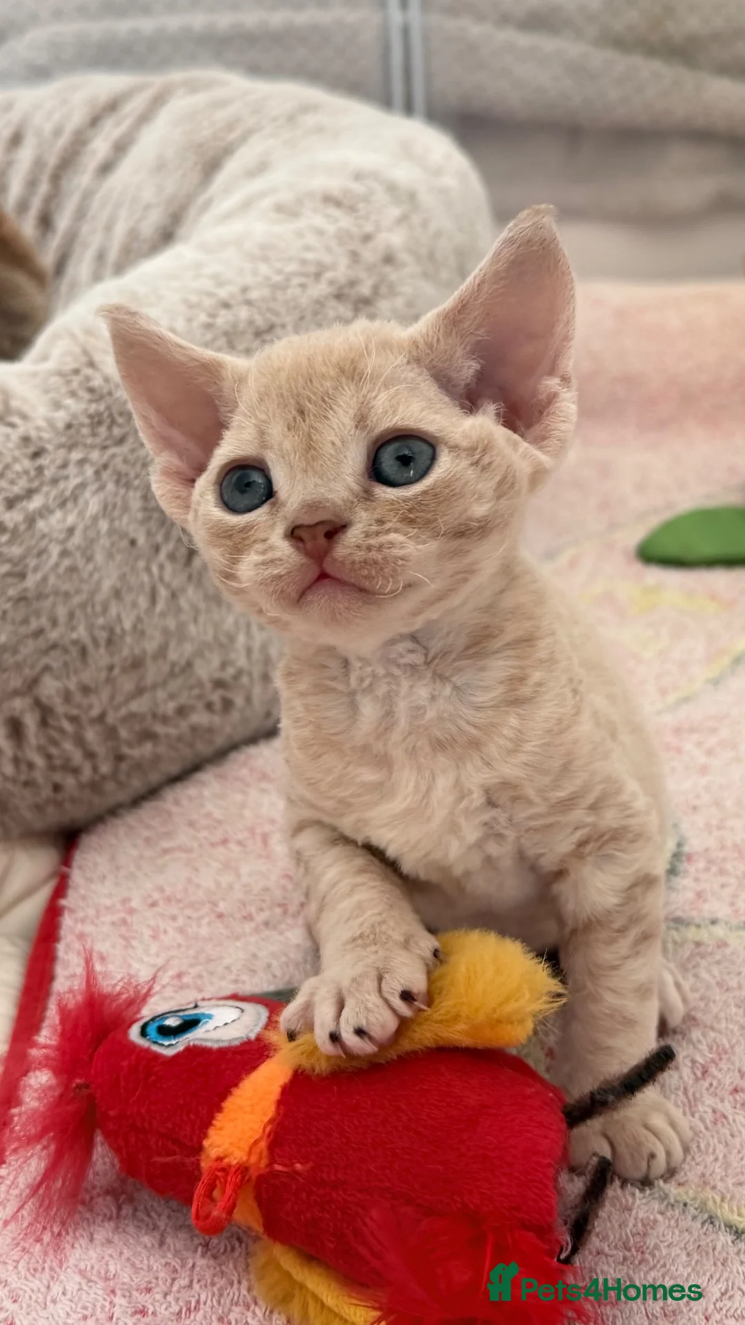 Devon Rex cats for sale: Devon Rex - Advert 2