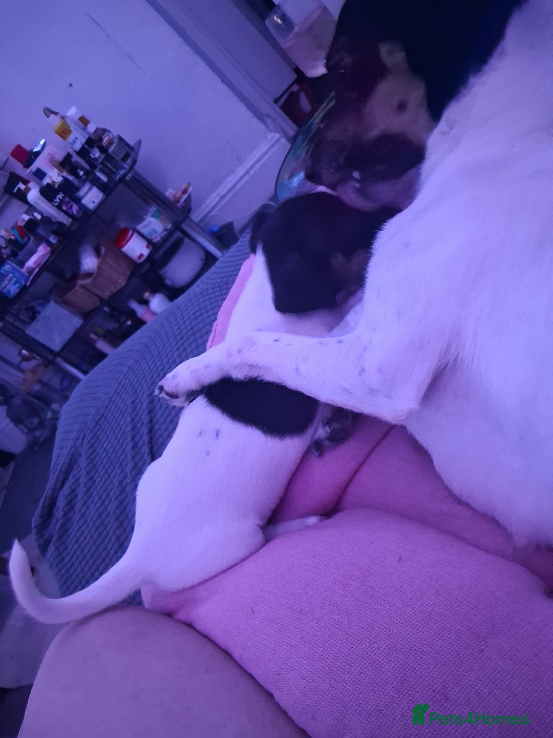 Jack Russell dogs for sale: Jack russel famele - Advert 2