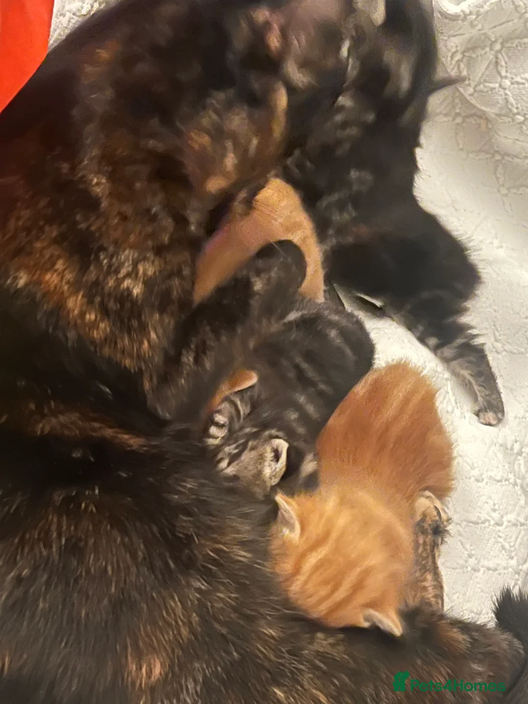 Mixed Breed cats for sale: Sociable kittens  in Brighton - Advert 1