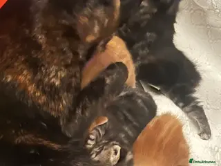 Mixed Breed cats Sociable kittens in Brighton - Advert 1