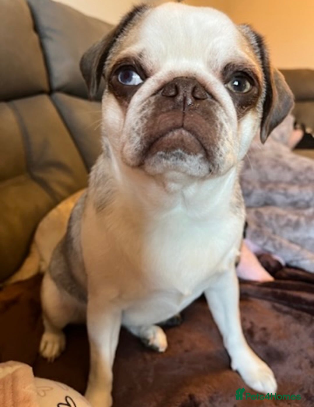 Pug dogs for sale: 4 year old panda pug  - Advert 2