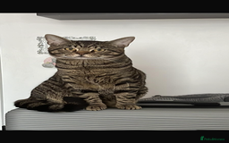 Mixed Breed cats for sale: Boy cat Hunter - Image 3