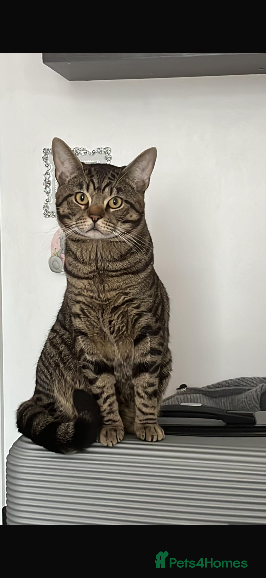 Mixed Breed cats for sale: Boy cat Hunter - Image 3