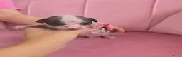 Chinese Crested dogs for sale: ✨🐾 EXQUISITE & RARE CHINESE CRESTED PUPPIES 🐾✨ - Advert 15