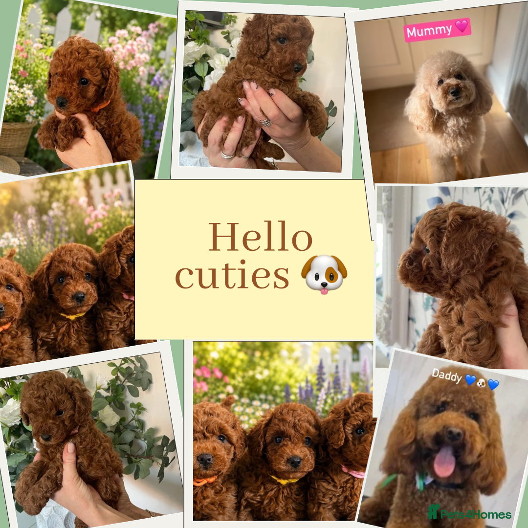 Cavapoochon dogs TOY DNA Tested Hypoallergenic Cavapoochon F1BB  - Advert 16