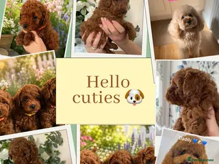 Cavapoochon dogs TOY DNA Tested Hypoallergenic Cavapoochon F1BB - Advert 16