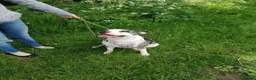 Mixed Breed dogs for adoption: ‼️ URGENT FOSTER NEEDED: LINA in Burton-on-Trent - Advert 25