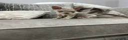 French Bulldog dogs for sale: French bulldogs  - Advert 3