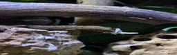 Gecko reptiles for sale: Mixed size mourning gecko!  - Advert 3