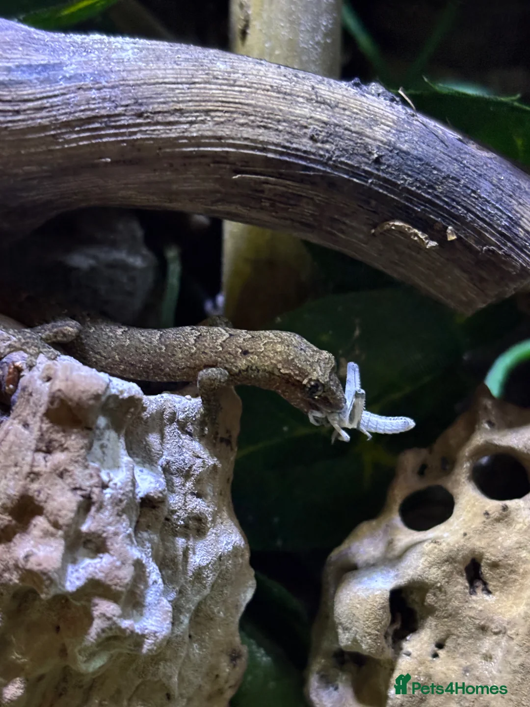 Gecko reptiles for sale: Mixed size mourning gecko!  - Advert 3