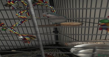 Parrots birds - Advert 1