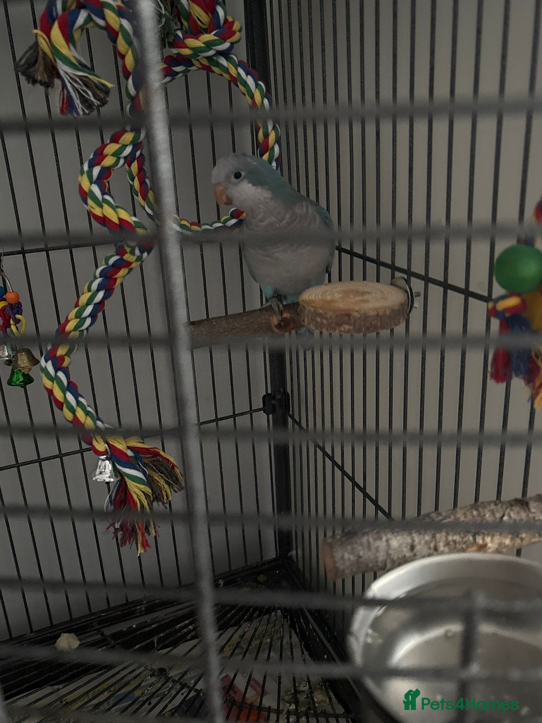 Parrots birds for sale: Baby Quaker for sale - Image 2