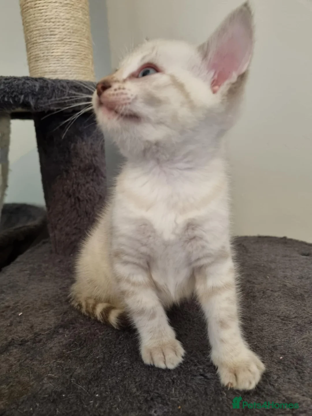 Bengal cats for sale: Pure Bengal kittens ready to reserve - Advert 8