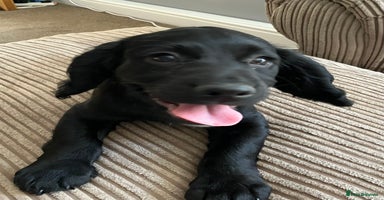 Cocker Spaniel dogs - Advert 1