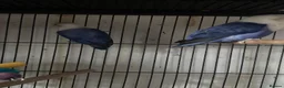 Lovebirds birds for sale: Lovely  birds for sale - Advert 10