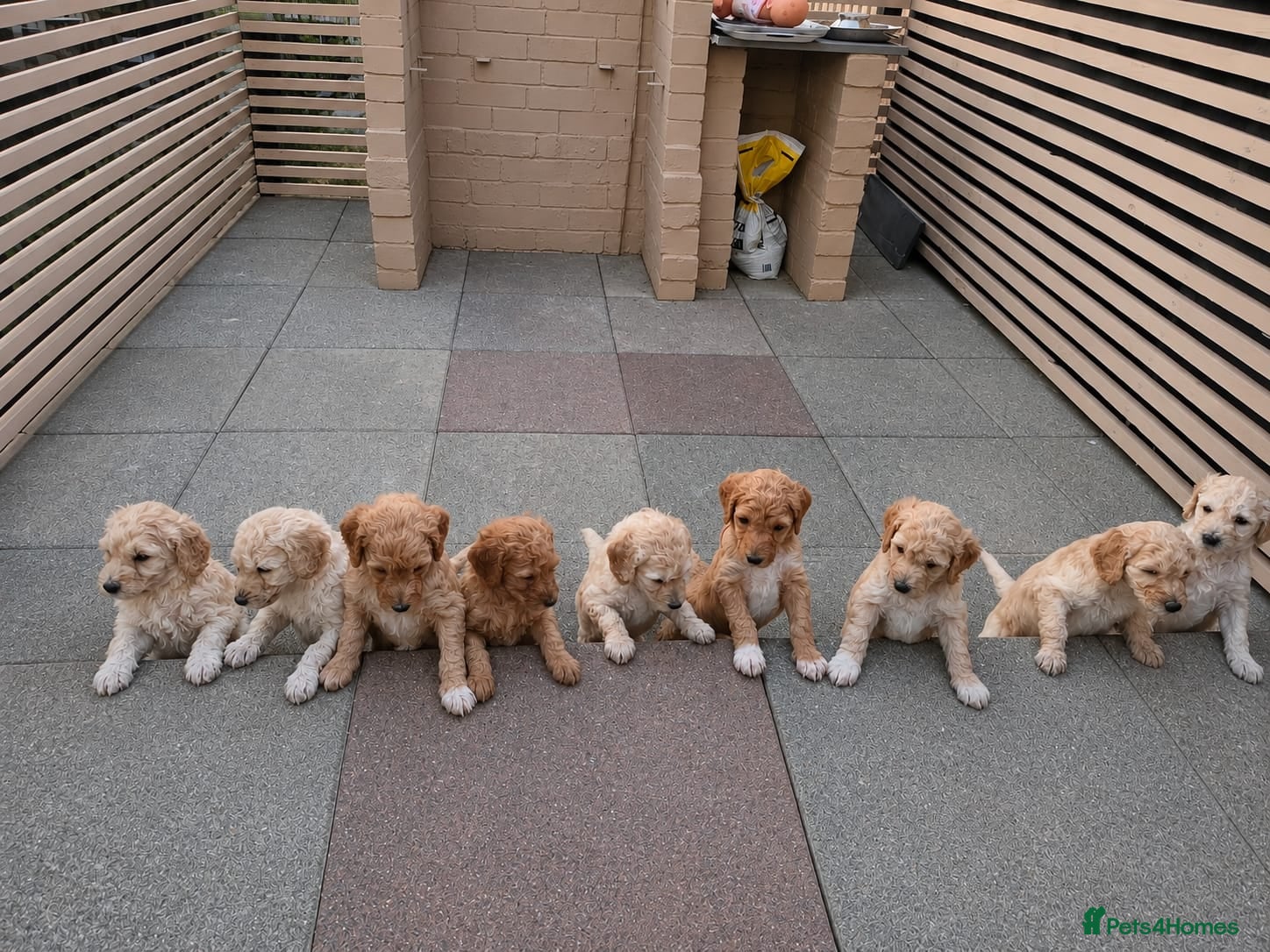 Labradoodle dogs Multigeneration Labradoodle Backcross - Advert 4