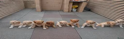 Labradoodle dogs for sale: Standard Multigeneration Labradoodle Backcross - Advert 15