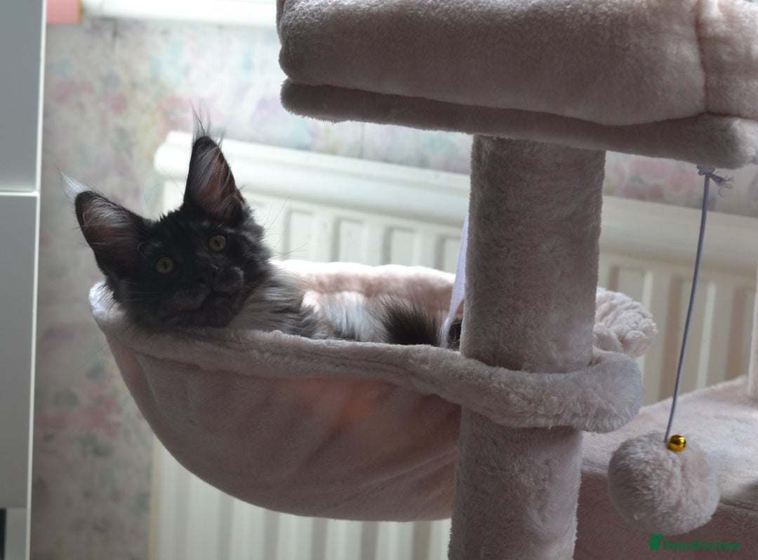 Maine Coon cats for sale: Tica Registered Maine Coon Kittens *ready now* - Image 13