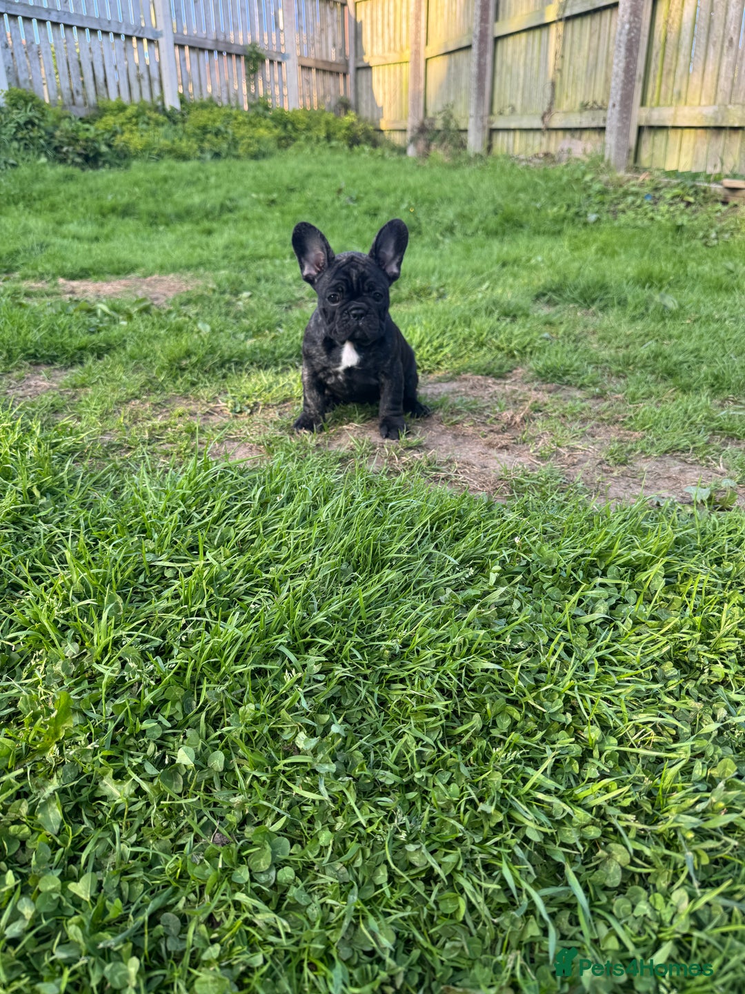 French Bulldog dogs for sale: 🏆KC registered, Standard French Bulldog Puppies🏆 - Image 11