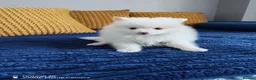 Pomeranian dogs for sale: FINAL SALE!! Fluffy POMERANIAN Boys for SALE - Advert 2