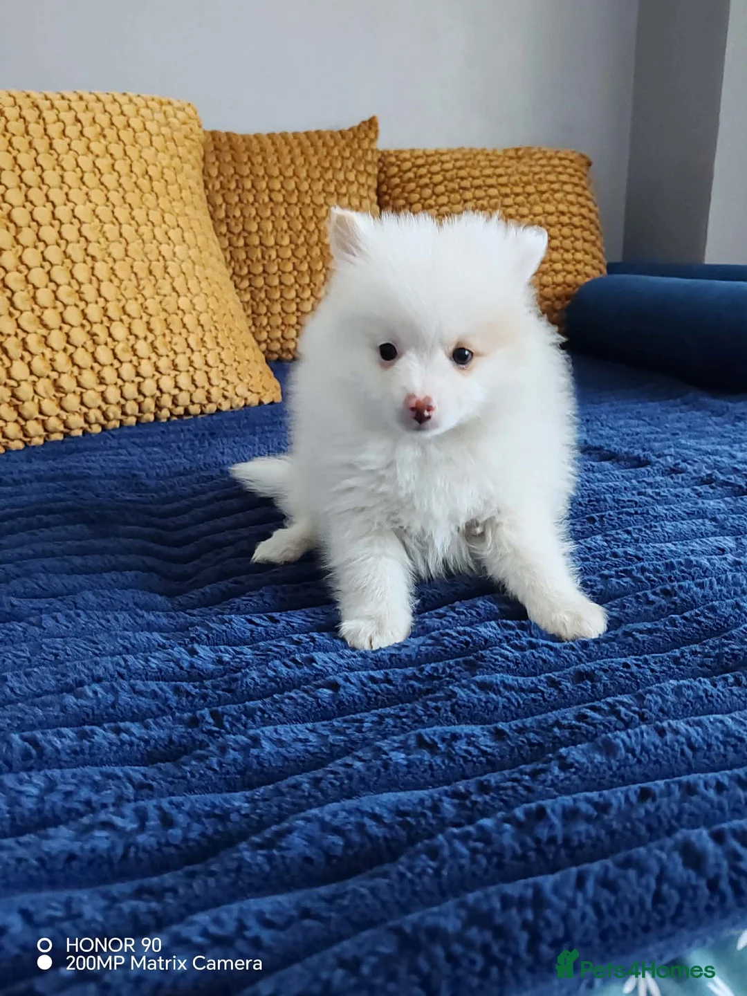 Pomeranian dogs for sale: FINAL SALE!! Fluffy POMERANIAN Boys for SALE - Advert 2