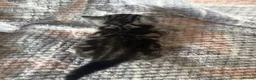 British Shorthair cats for sale: Silver Tabby BSH Cross Kittens - Advert 6