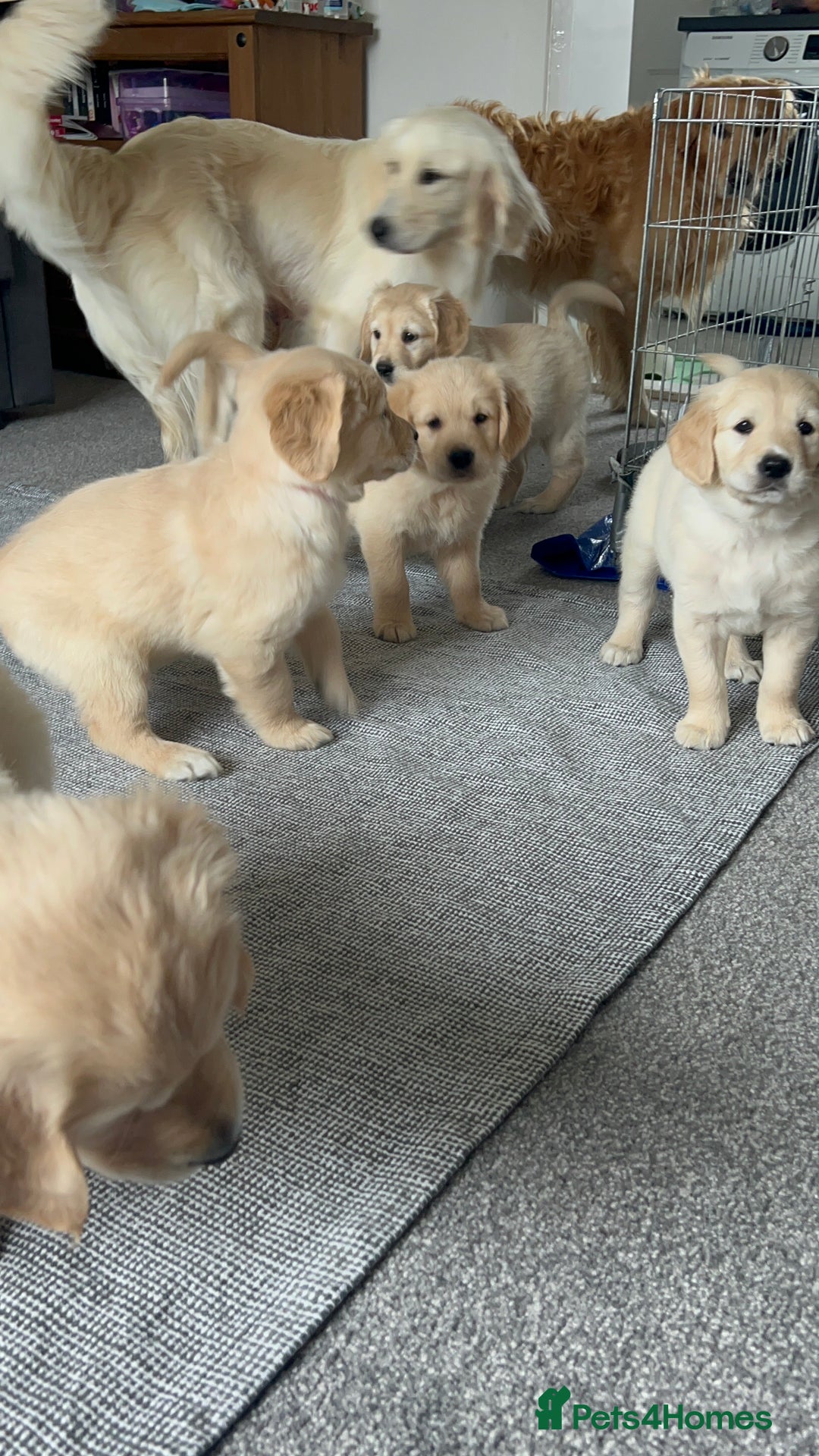 Golden Retriever dogs for sale: Golden retriever puppies  - Image 17