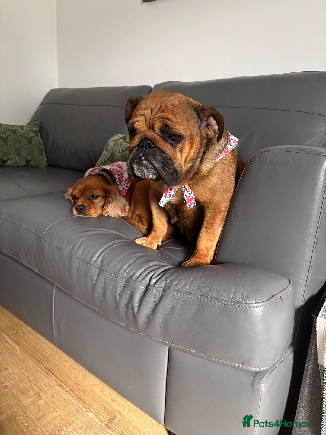 Mixed Breed dogs for sale: Cockerbull - Advert 8