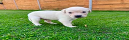 Labrador Retriever dogs for sale: KC Registered Labrador Babies 🐾🐾🐾 - Advert 13