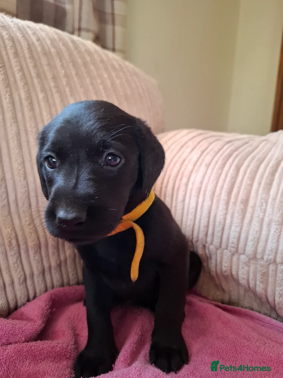 Labrador Retriever dogs for sale: LABRADOR PUPPIES FOR SALE  - Advert 13