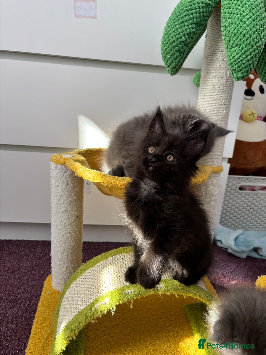 Maine Coon cats for sale: ✨7 Pure Bred Maine Coon Kittens✨ - Image 7