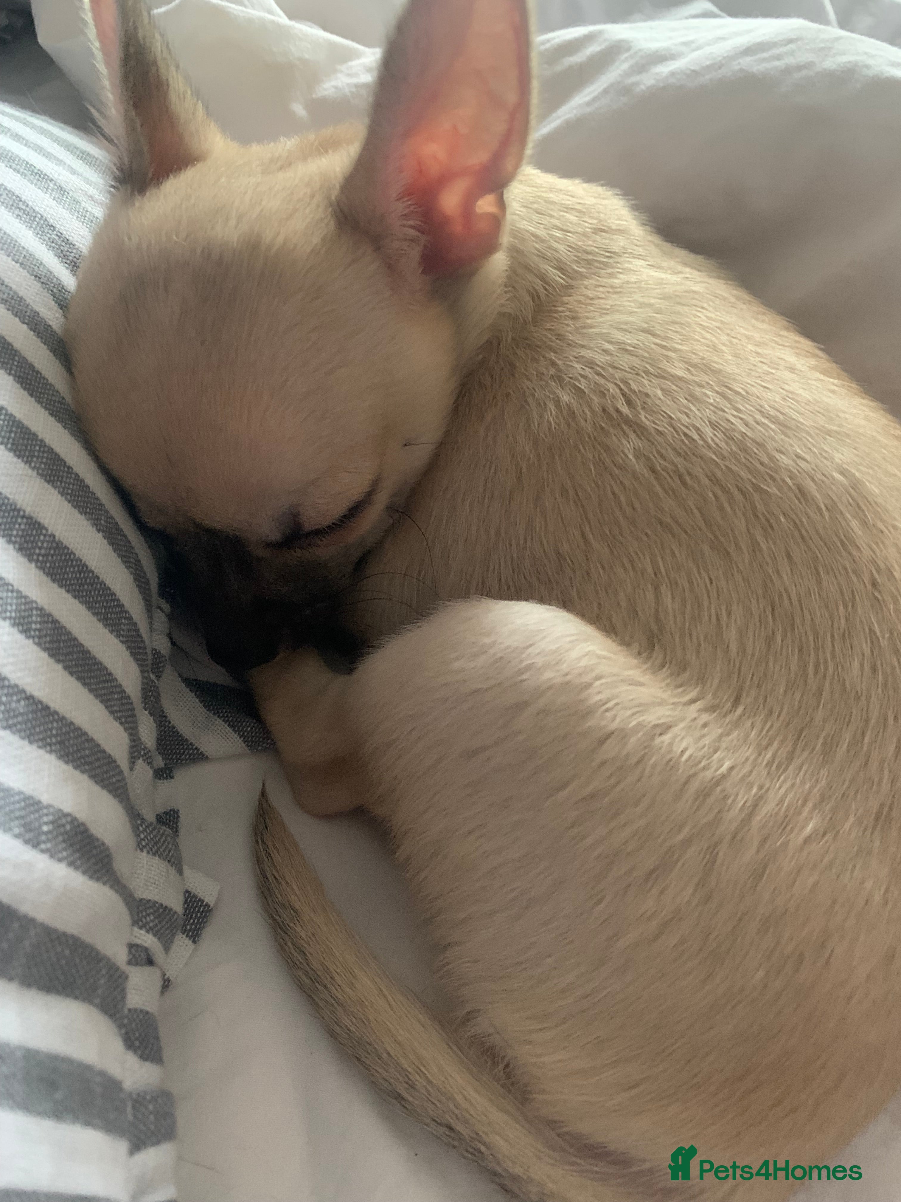 Chihuahua dogs ❤️ Last little boy ready for his forever home ❤️ - Advert 15
