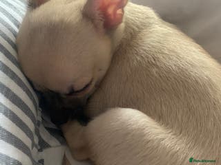 Chihuahua dogs ❤️ Last little boy ready for his forever home ❤️ - Advert 15